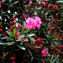 star_security002004.jpg