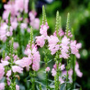 star_security002005.jpg