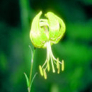 star_security002006.jpg