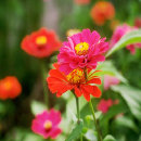 star_security002008.jpg